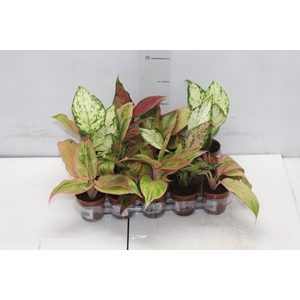 AGLAONEMA VARIADA P06