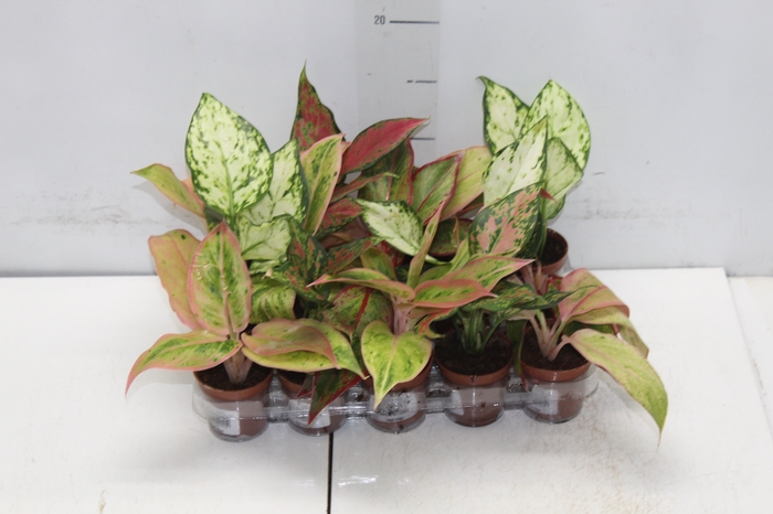 <h4>AGLAONEMA VARIADA P06</h4>