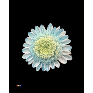 Chr T Stallion Dusty Pastel Blue