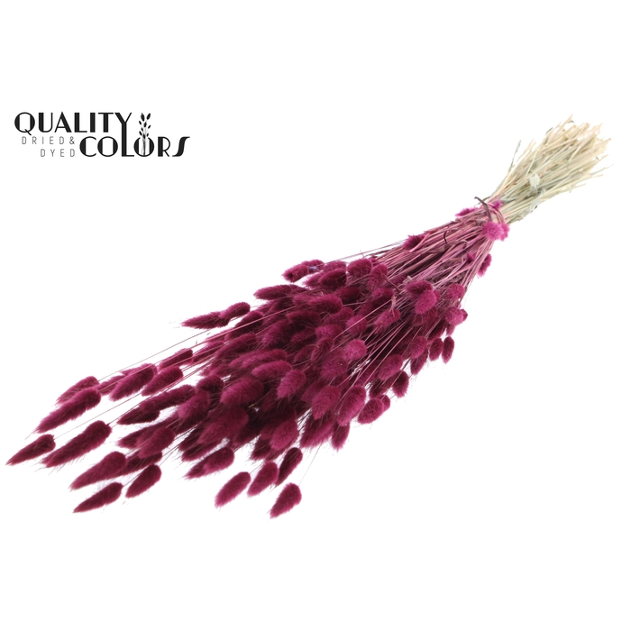 <h4>Lagurus per bunch Burgundy</h4>
