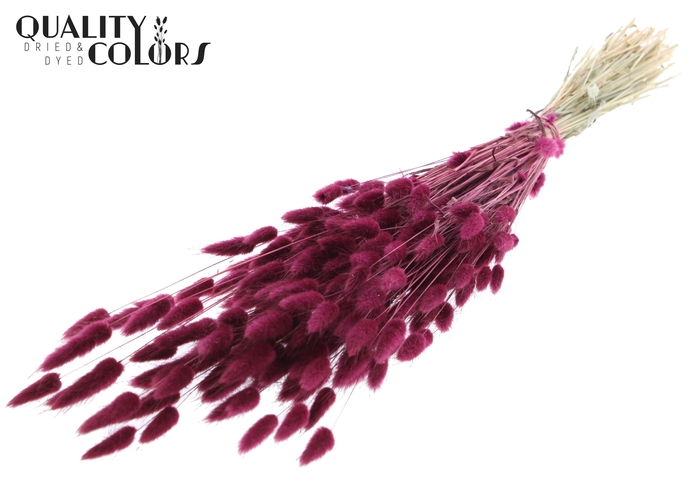 Lagurus per bunch Burgundy