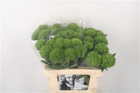 <h4>Di Barb Green Wicky</h4>