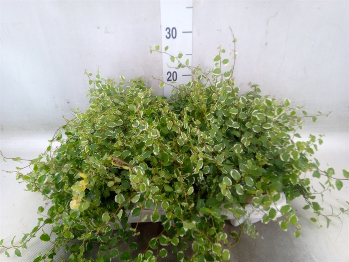 <h4>Ficus pumila 'White Sunny'</h4>