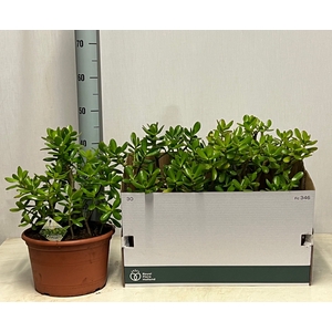 CRASS OVATA