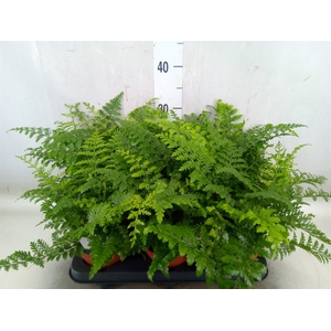 Asplenium  'Parvati'