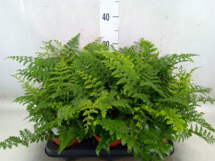 <h4>Asplenium  'Parvati'</h4>