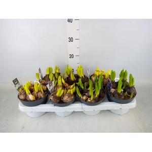 Hyacinthus orie. 'Multifl' ..mix 3
