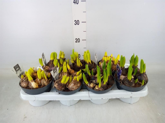 <h4>Hyacinthus orie. 'Multifl' ..mix 3</h4>