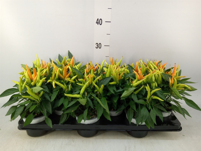 <h4>Capsicum annuum 'Hup Hup'</h4>