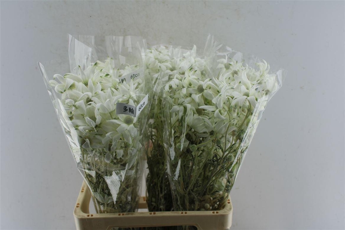 <h4>Actinotus Helianthi</h4>