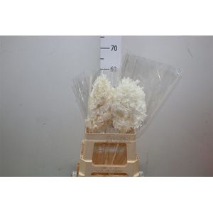 Dried Hyd Anne Light Pink