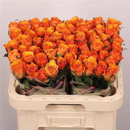 <h4>R Gr Tycoon</h4>