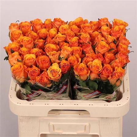 <h4>R Gr Tycoon</h4>