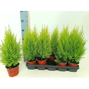 Cupressus Goldcrest Wilma 