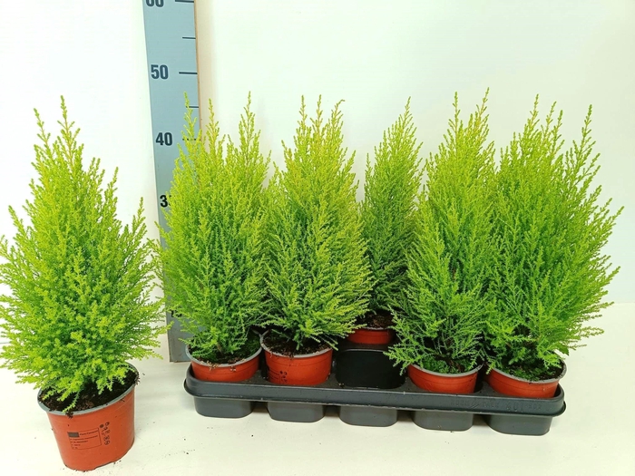 <h4>Cupressus Goldcrest Wilma "p12 piramide"</h4>
