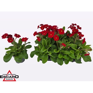 PRIM EL ST LEUCHTROT