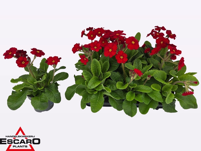 <h4>PRIM EL ST LEUCHTROT</h4>