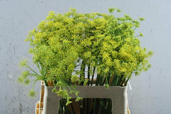 <h4>Foeniculum Vulgare</h4>