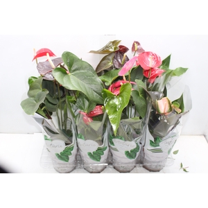 ANTHURIUM VARIADO P15