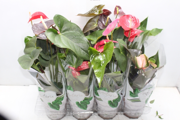 <h4>ANTHURIUM VARIADO P15</h4>