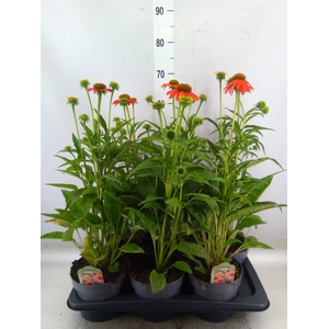 Echinacea  'Lakota Soft Orange'