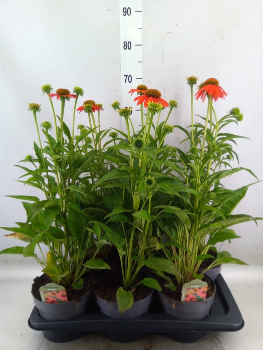 <h4>Echinacea  'Lakota Soft Orange'</h4>