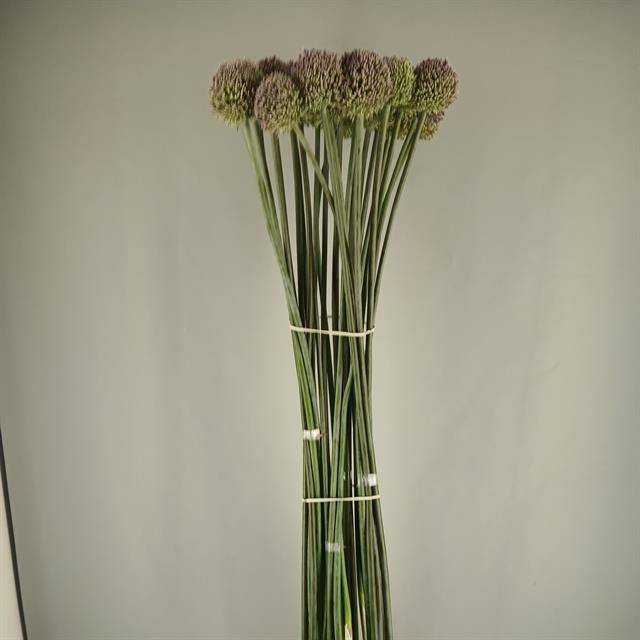 ALLIUM GVREUS XXL