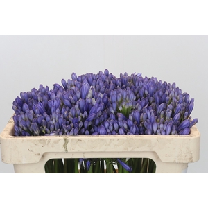 Agapanthus EYFORI Blue