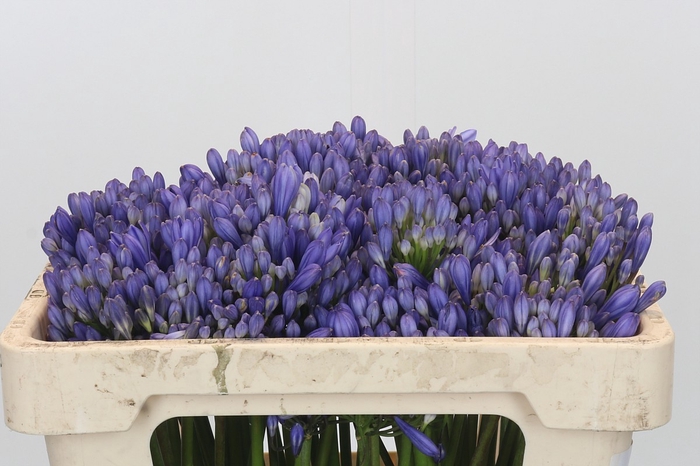 Agapanthus EYFORI Blue