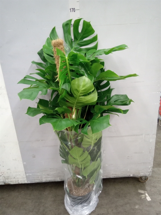 Monstera pertusum