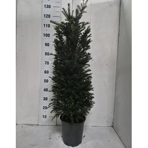 TAXUS BACCATA