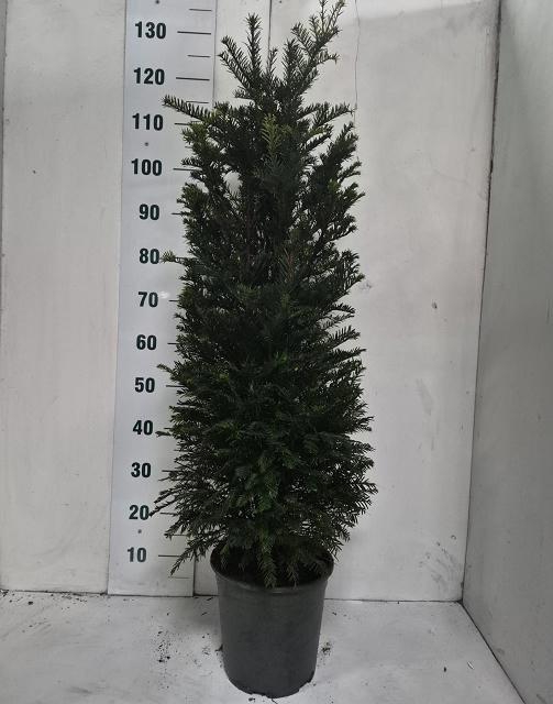 <h4>TAXUS BACCATA</h4>