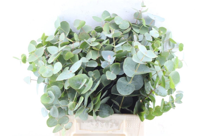 <h4>EUCA CINEREA</h4>