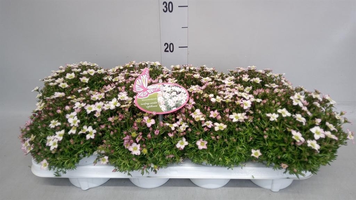 <h4>Saxifraga arend.</h4>