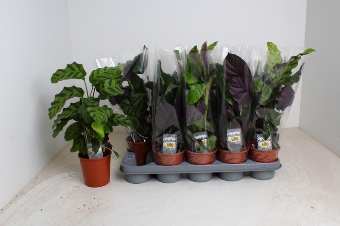 <h4>CALAT GEM 2 SRT</h4>