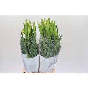 Tulipa (frans) En Maureen