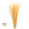 Dried Bleached Miscanthus Salmon