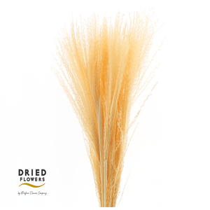 Dried Bleached Miscanthus Salmon