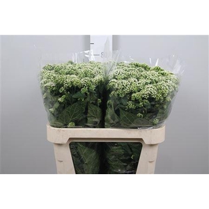 Eupat Rugo Braunlaub