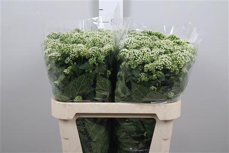 <h4>Eupat Rugo Braunlaub</h4>