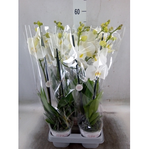 Phalaenopsis   ...white