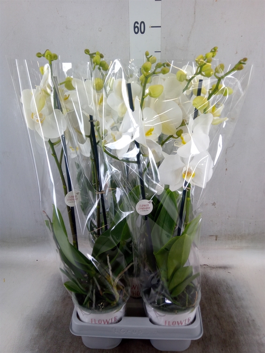<h4>Phalaenopsis   ...white</h4>