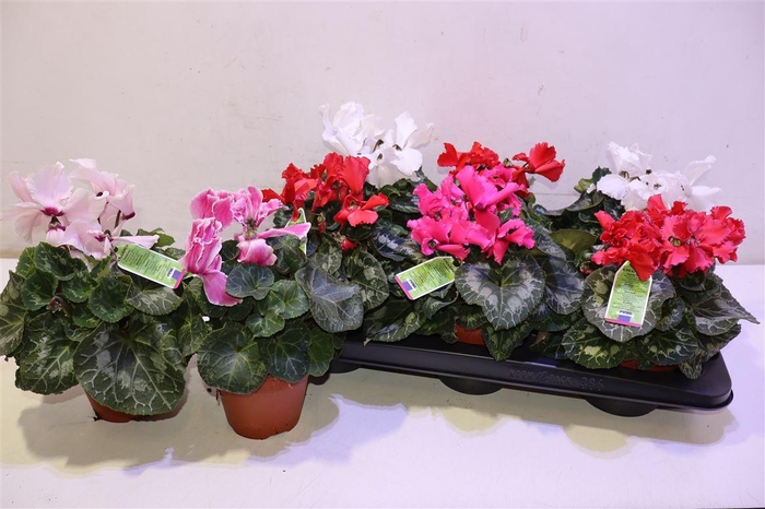 <h4>Cycl Gr Hal Curly</h4>