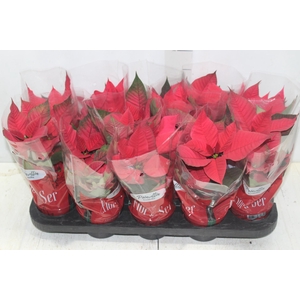 POINSETTIA P11 VERMELHO