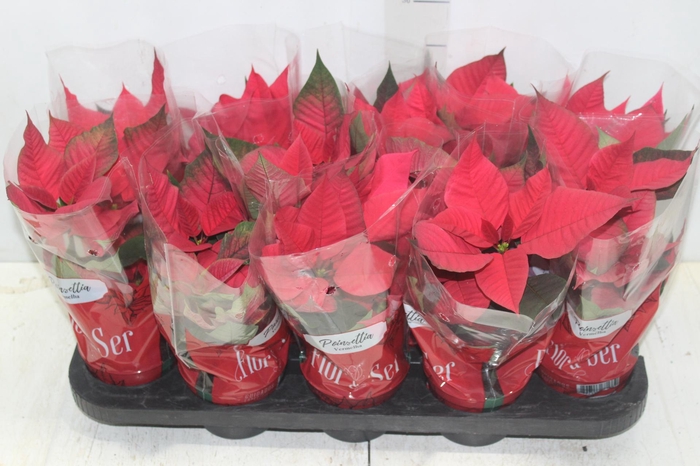 POINSETTIA P11 VERMELHO