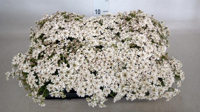 <h4>Iberis semp.</h4>