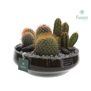 Green Bottle glas Iris met Cactus