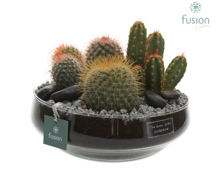 <h4>Green Bottle glas Iris met Cactus</h4>