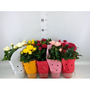 Rosa  'Kordana Grande'   ...mix