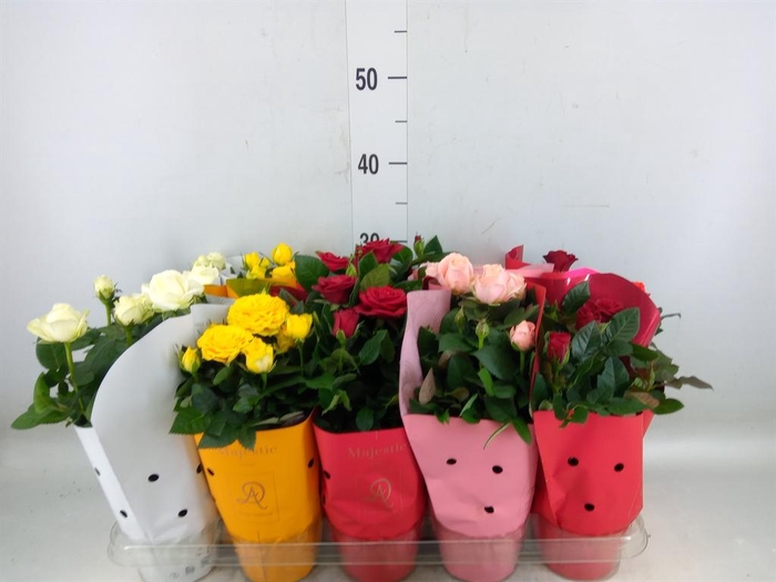 <h4>Rosa 'Kordana Grande' ...mix</h4>